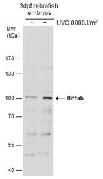 HIF1Ab Antibody in Western Blot (WB)