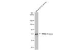 EOMES Antibody in Western Blot (WB)