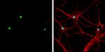 EOMES Antibody in Immunocytochemistry (ICC/IF)