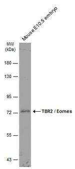 EOMES Antibody in Western Blot (WB)