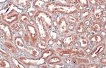 SLC17A3 Antibody in Immunohistochemistry (Paraffin) (IHC (P))