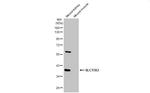 SLC17A3 Antibody in Western Blot (WB)