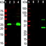 Calbindin D28K Antibody in Western Blot (WB)