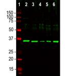 Fibrillarin Antibody in Western Blot (WB)