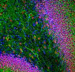 NeuN Antibody in Immunohistochemistry (PFA fixed) (IHC (PFA))