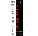 IBA1 Antibody in Western Blot (WB)