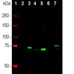 MECP2 Antibody in Western Blot (WB)