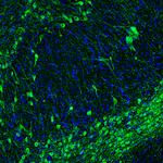 Tyrosine Hydroxylase Antibody in Immunohistochemistry (Paraffin) (IHC (P))