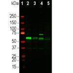 Tyrosine Hydroxylase Antibody in Western Blot (WB)