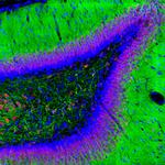 NeuN Antibody in Immunohistochemistry (PFA fixed) (IHC (PFA))