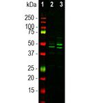 NeuN Antibody in Western Blot (WB)