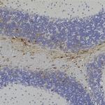 GFP Antibody in Immunohistochemistry (Paraffin) (IHC (P))