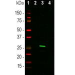 GFP Antibody in Western Blot (WB)