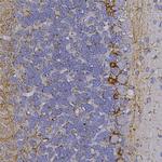 NF-H Antibody in Immunohistochemistry (Paraffin) (IHC (P))