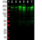 NF-H Antibody in Western Blot (WB)