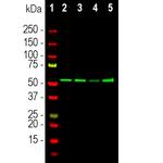 Vimentin Antibody in Western Blot (WB)