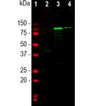 ALDH1L1 Antibody in Western Blot (WB)