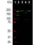 Ankyrin G Antibody in Western Blot (WB)