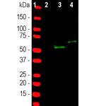 Cas9 Antibody in Western Blot (WB)