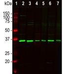 Fibrillarin Antibody in Western Blot (WB)