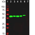 GAP43 Antibody in Western Blot (WB)