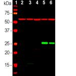 HSP60 Antibody in Western Blot (WB)