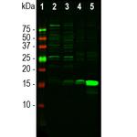 IBA1 Antibody in Western Blot (WB)