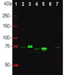 MECP2 Antibody in Western Blot (WB)