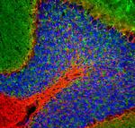 NEFL Antibody in Immunohistochemistry (PFA fixed) (IHC (PFA))