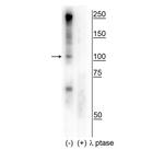 Phospho-CtIP (Ser327) Antibody in Western Blot (WB)