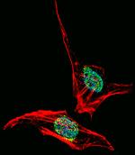 EN2 Antibody in Immunocytochemistry (ICC/IF)