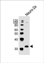 EN2 Antibody in Western Blot (WB)