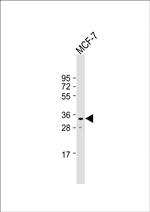 EN2 Antibody in Western Blot (WB)