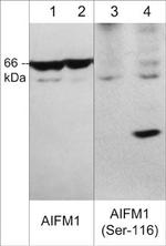 Phospho-AIF (Ser116) Antibody in Western Blot (WB)