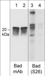 Phospho-BAD (Ser26) Antibody in Western Blot (WB)