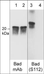 Phospho-Bad (Ser112) Antibody in Western Blot (WB)