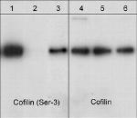 Phospho-Cofilin (Ser3) Antibody in Western Blot (WB)