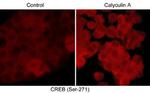 Phospho-CREB (Ser271) Antibody in Immunocytochemistry (ICC/IF)