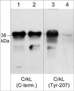 Phospho-CrkL (Tyr207) Antibody in Western Blot (WB)