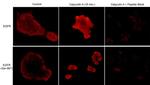 Phospho-EGFR (Ser967) Antibody in Immunocytochemistry (ICC/IF)