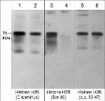 Phospho-Histone H2B (Ser36) Antibody in Western Blot (WB)