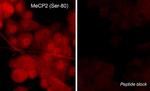 Phospho-MECP2 (Ser80) Antibody in Immunocytochemistry (ICC/IF)