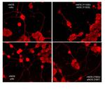 Phospho-iNOS (Tyr1055) Antibody in Immunocytochemistry (ICC/IF)