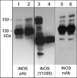 Phospho-iNOS (Tyr1055) Antibody in Western Blot (WB)