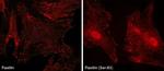 Phospho-Paxillin (Ser83) Antibody in Immunocytochemistry (ICC/IF)