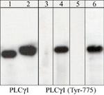 Phospho-PLCG1 (Tyr775) Antibody in Western Blot (WB)