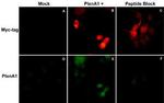 Plexin-A1 Antibody in Immunocytochemistry (ICC/IF)