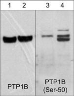 Phospho-PTP1B (Ser50) Antibody in Western Blot (WB)