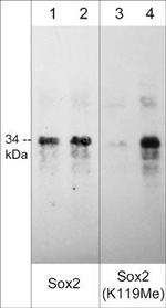 Methyl-SOX2 (Lys119) Antibody in Western Blot (WB)