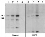 Themis Antibody in Western Blot (WB)